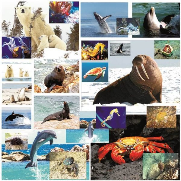 imagini cu animale marine si polare